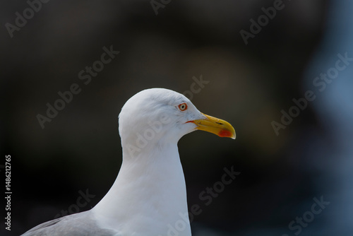 close up of a seagull