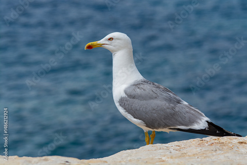 seagull on the beach