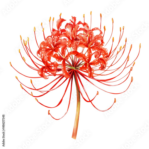watercolor vector of Spider Lily Spreading Like Flames, high quality, isolated on a white background.