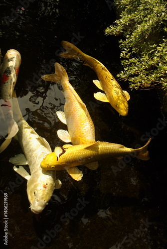 金色に光る錦鯉