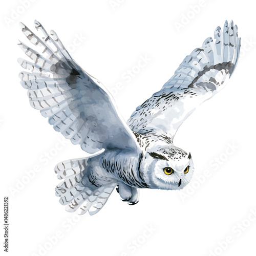 Snowy Owl In Mid-flight, watercolor illustration vector, high quality, isolated on a white background.