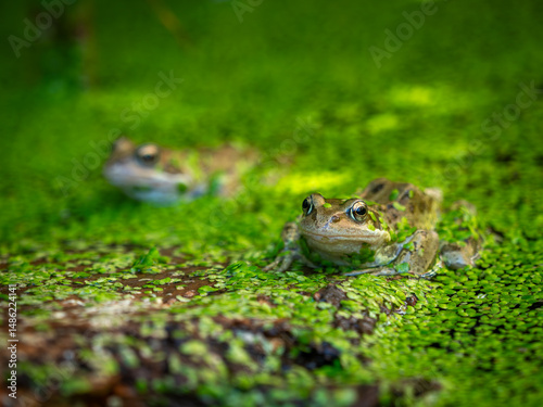 Frogs in a garden pond