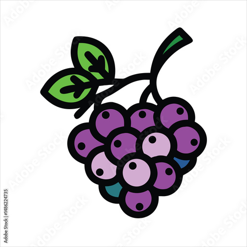 grapes vector illustration