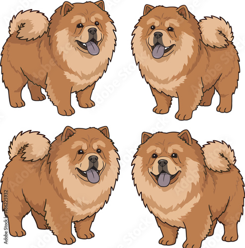 Breed Chow Chow Dog Vector