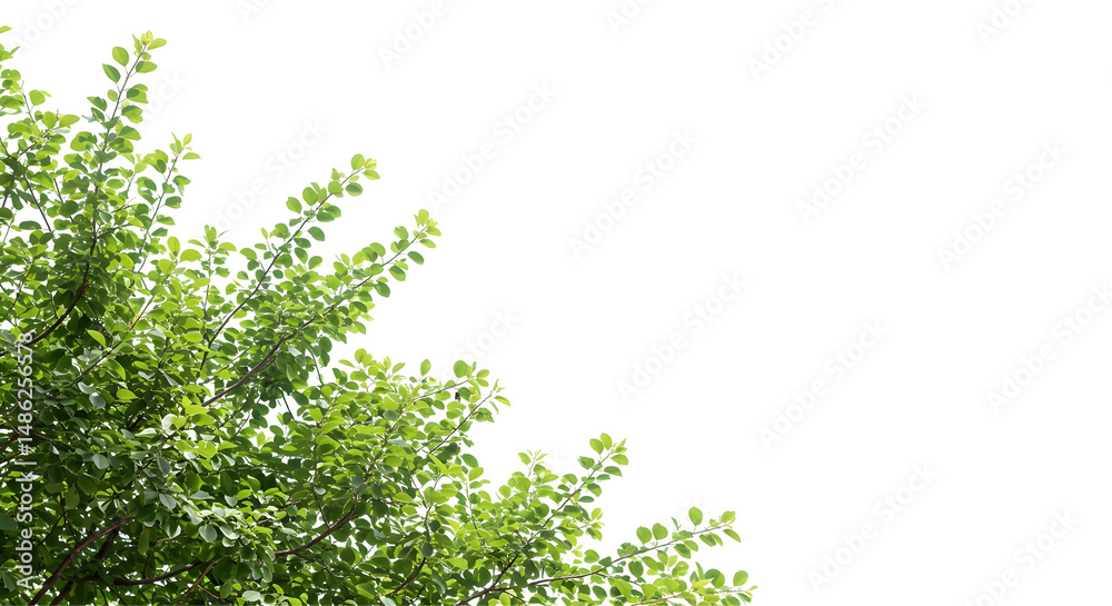 Fototapeta premium Lush Green Foliage Tree Branches Isolated on Transparent Background Perfect for Design Projects and Compositions