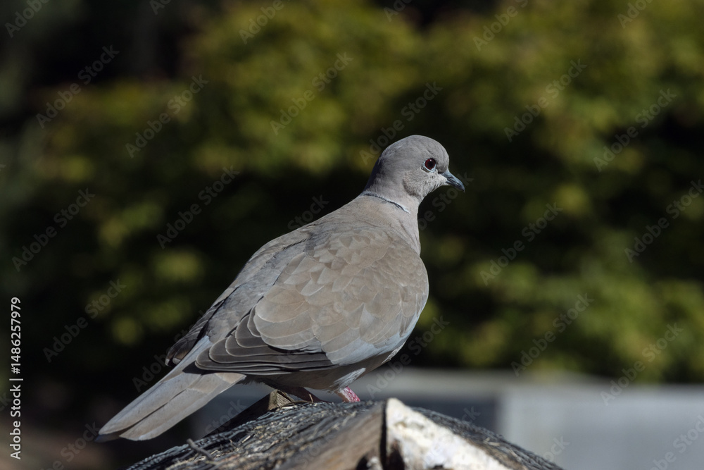 Fototapeta premium pigeon in the park
