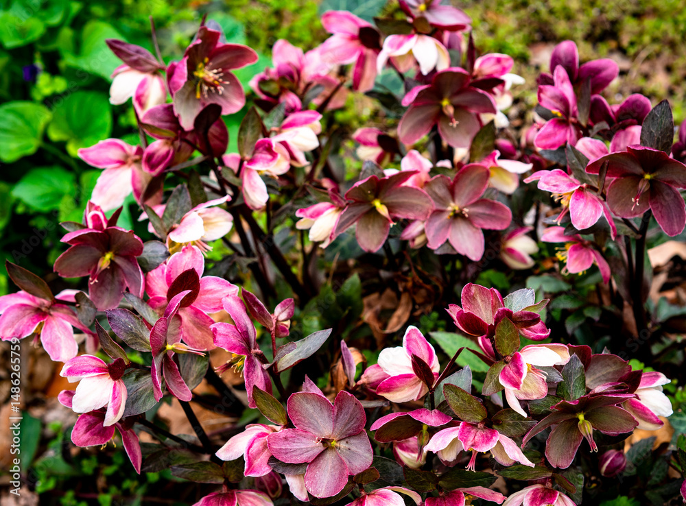 Naklejka premium Blümchen