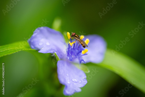 Wildflower in TN
