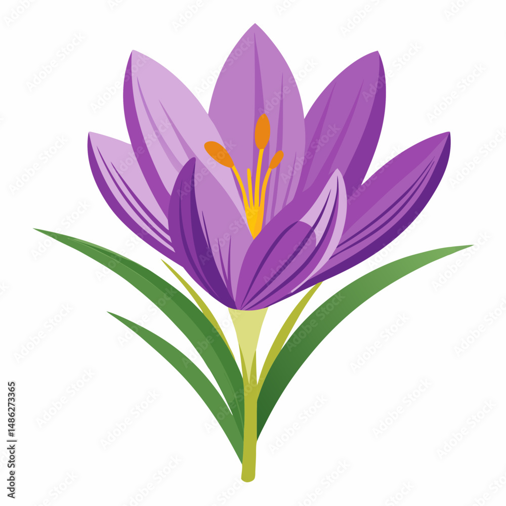 Naklejka premium Vibrant Purple Crocus Flower with Green Leaves Illustration