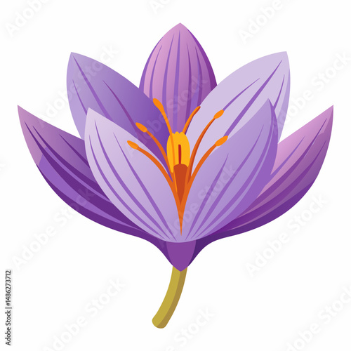 Vibrant Purple Crocus Flower Isolated on White Background