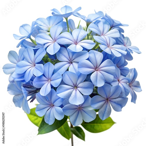 bouquet of blue flowers
