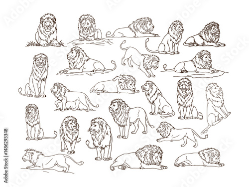 Lion Line Art Vector Set – Sitting, Walking, Roaring Jungle King Outlines Collection .

