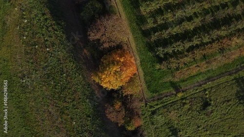 Stunning aerial drone view of vibrant autumn forest canopy with golden foliage and intersecting dirt trails from above