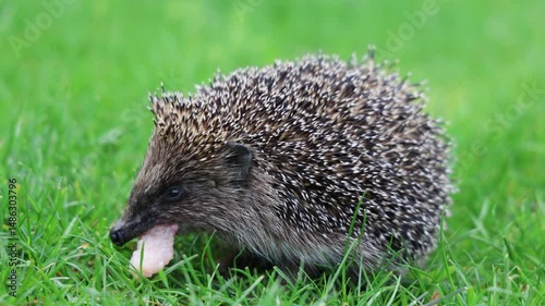 Hedgehog on green grass eats meat. Video 4k