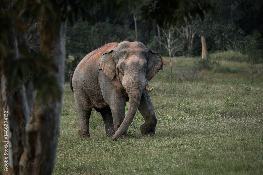 Fototapeta premium Wild elephant peeking from behind tree