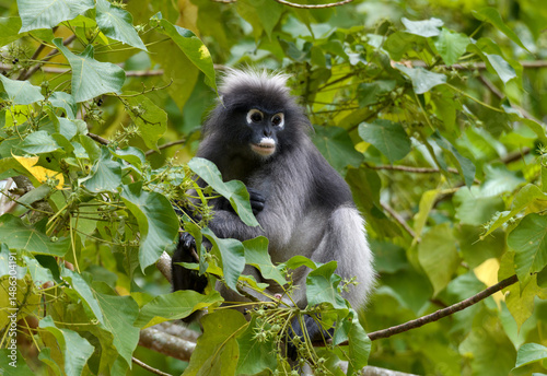 Dusky leaf monkey looking up in forest tree