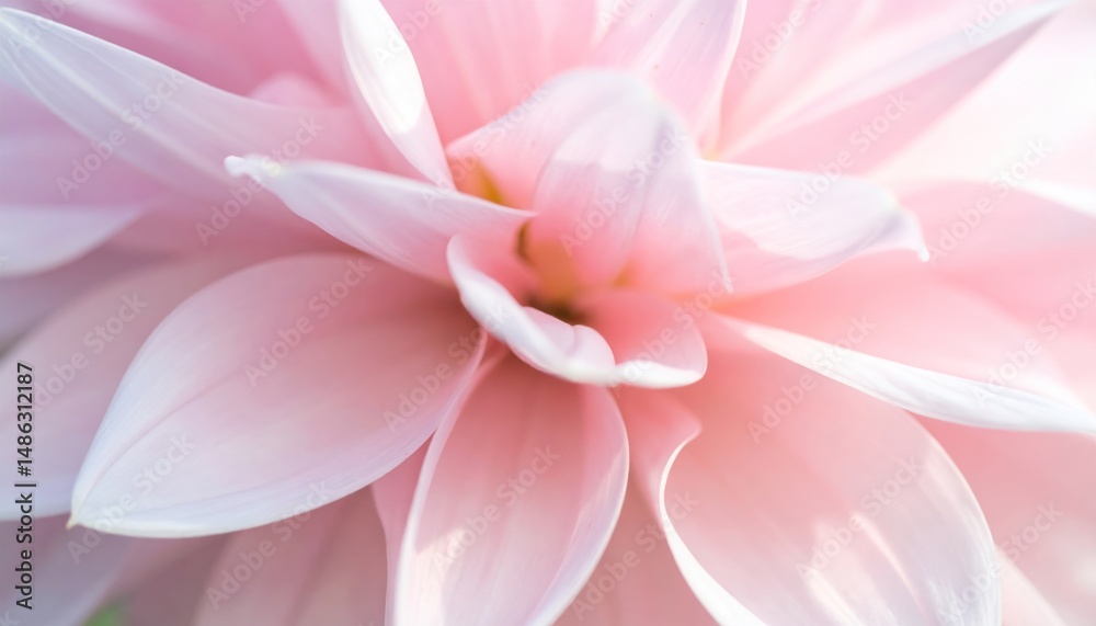 Fototapeta premium Delicate pink petals of a blooming flower in soft light, macro view