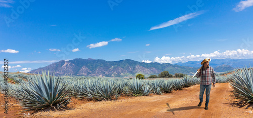 Jimador man working the field of  agave industry