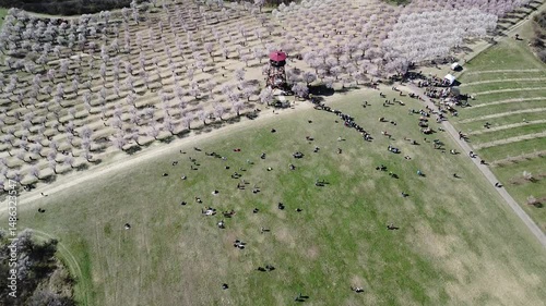 Aerial view of the blooming almond orchard in Velke Pavlovice, Czechia, a picturesque spring landscape
