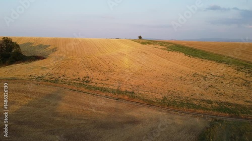 Golden Arable Fields Stretch Endlessly Towards the Horizon, Highlighted by a Solitary Distant Tree