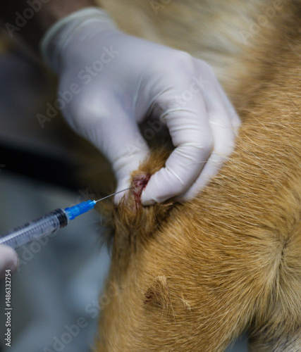 A gloved veterinarian uses a syringe to perform a biopsy of a dog's skin lesion, collecting cells for diagnostic analysis. Fine needle aspiration biopsy in a dog. Veterinary oncology concept.