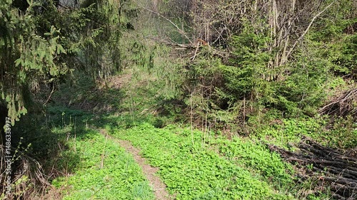 POV Spring Hike Footage to a Forest Trail in the Carpathian Mountains