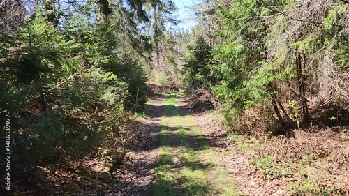 POV Spring Hike Footage to a Forest Trail in the Carpathian Mountains