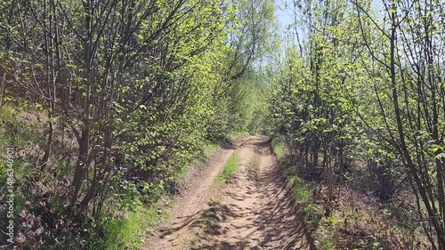 POV Spring Hike Footage to a Forest Trail in the Carpathian Mountains