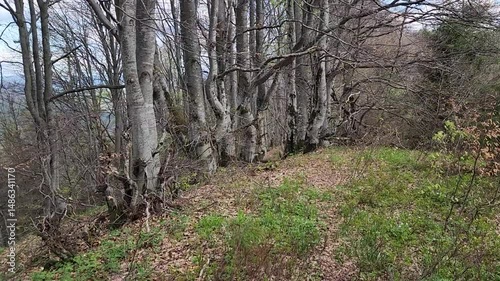 POV Spring Hike Footage to a Forest Trail in the Carpathian Mountains