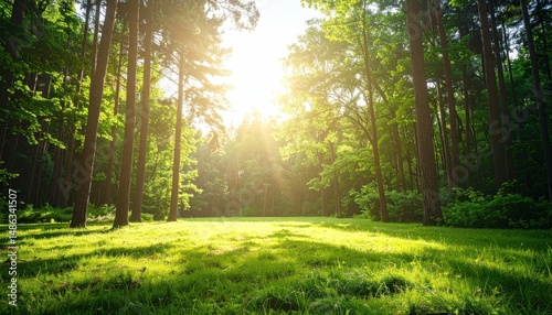 Sun shines through tall trees onto grassy clearing in forest, illuminating the green scenery