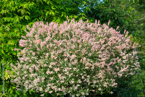 Japanese willow tree Salix integra Hakuro-nishiki, picturesque foliage for decorative gardening, close up