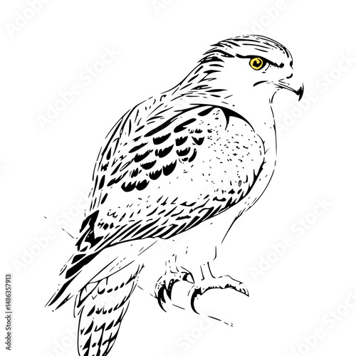 Eagle on a branch