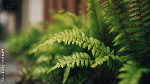 Lush fern fronds in close-up photo
