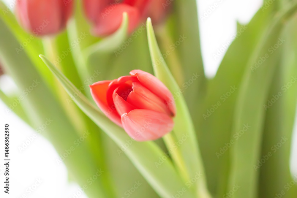 Naklejka premium Red tulips. Beautiful spring flowers. Romantic bouquet.