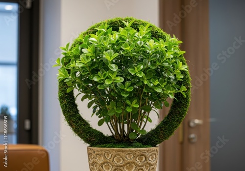 Ornamental plant in pot isolated on white background