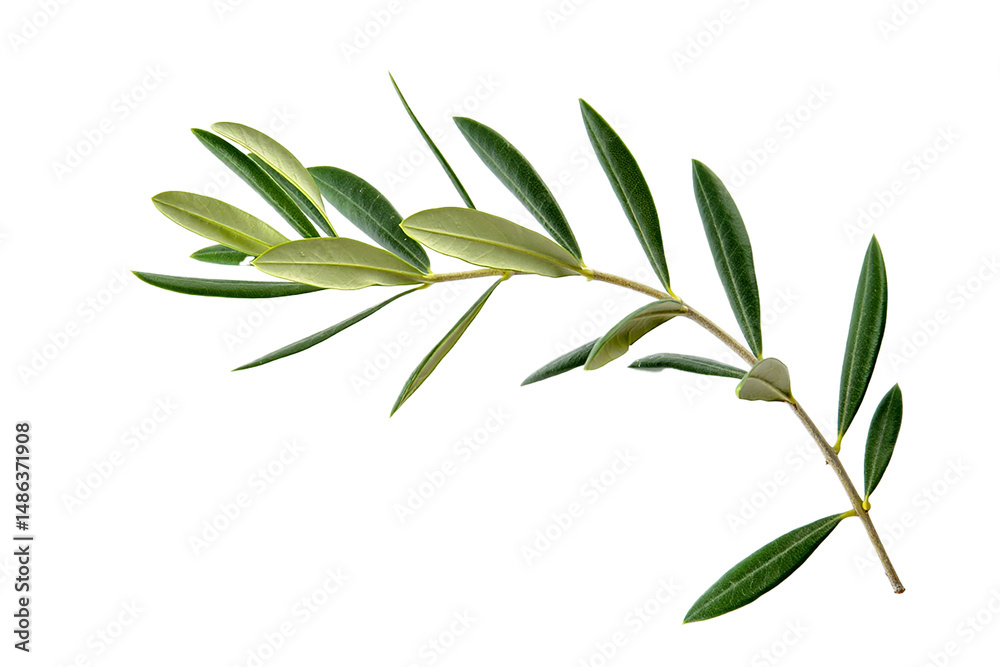 Fototapeta premium Fresh and vibrant olive branch isolated on a clean white background perfect for design elements.