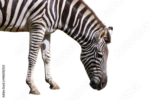 Zebra isolated on white background,