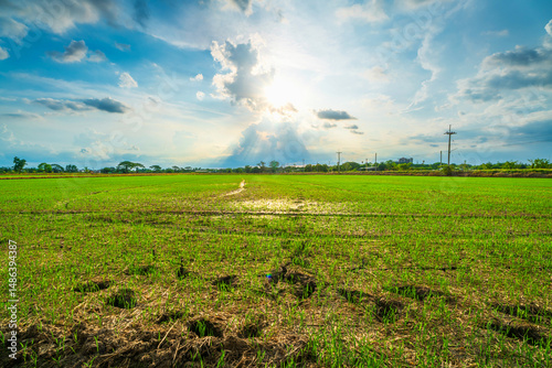 Scenic view landscape of Rice field green grass with field cornfield or in Asia country agriculture harvest with fluffy clouds blue sky sunset evening background.
