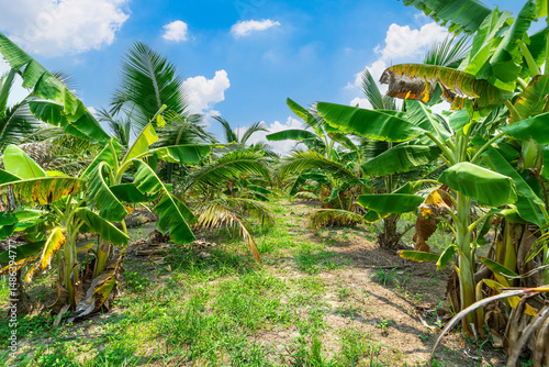 Green Banana and Coconut tree plantation in nature farm with a water canal a tropical rain forest the garden integrated agriculture nature the garden with daylight blue sky white clouds in Thailand.