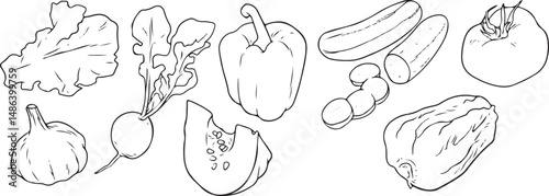Vegetable vector set of garlic, lettuce, radish, pumpkin, pepper, cucumber, potato, tomato, cabbage. Line art illustration.