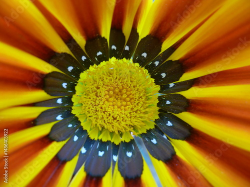 Flor photo
