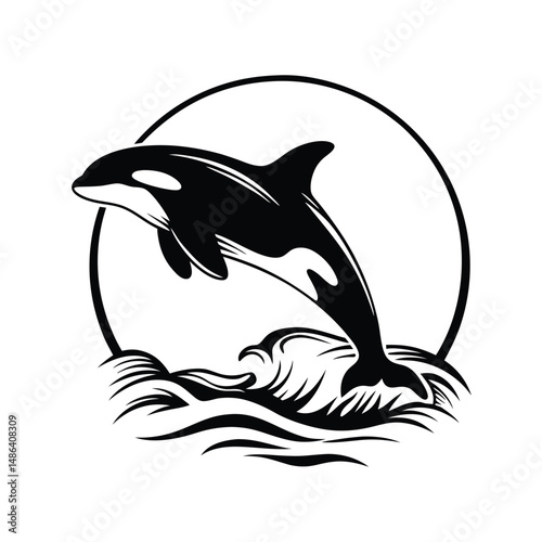 Striking Killer Whale Black Orca Leaping From Sea Waves in Circle
