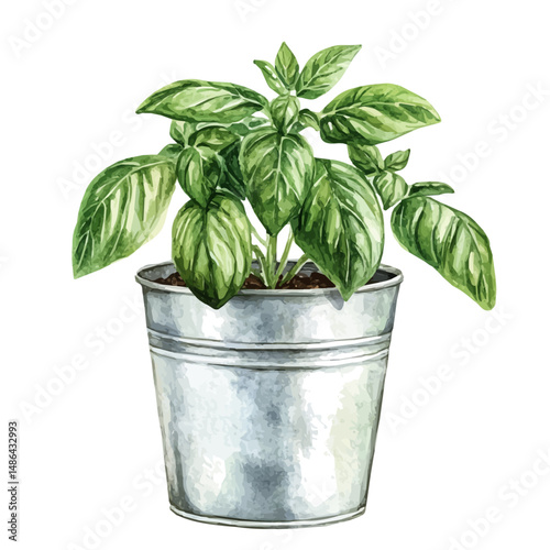 Galvanized Metal Pot With Basil, watercolor drawing vector, high quality, isolated on a white background.