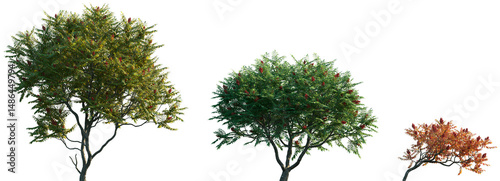 Tableau sur toile Set of summer and autumn Rhus typhina (the staghorn sumac) frontal isolated png