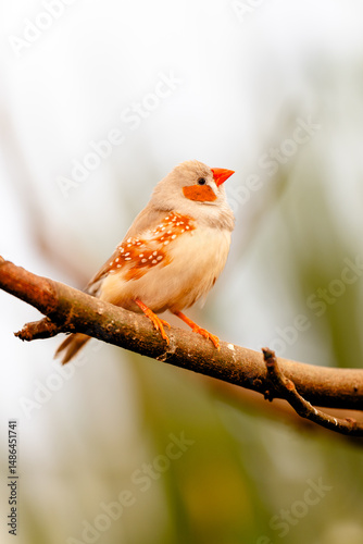 Vibrant Zebra Finch Perched on Tree Branch