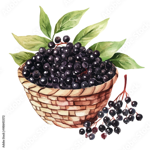 Elderberries In A Woven Basket, watercolor drawing vector, high quality, isolated on a white background.