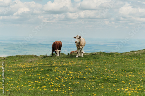 Two cows graze peacefully on a picturesque mountaintop meadow, overlooking a vast valley.  A stunning landscape photo perfect for nature, travel, and agricultural themes.