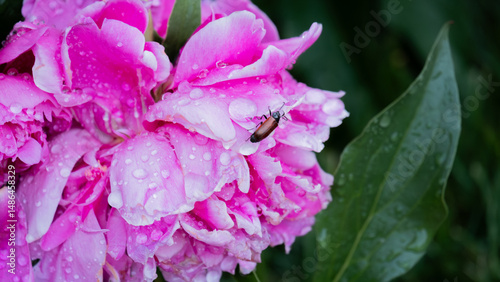 Fototapeta Naklejka Na Ścianę i Meble -  pink peonies flowers in the garden
