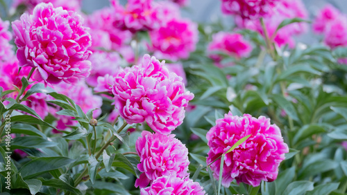 Fototapeta Naklejka Na Ścianę i Meble -  pink peonies flowers in the garden