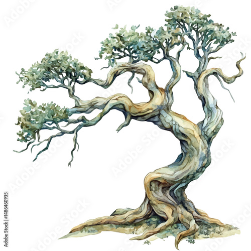 Dragon Tree With Twisted Branches, watercolor vector, high quality, isolated on a white background.